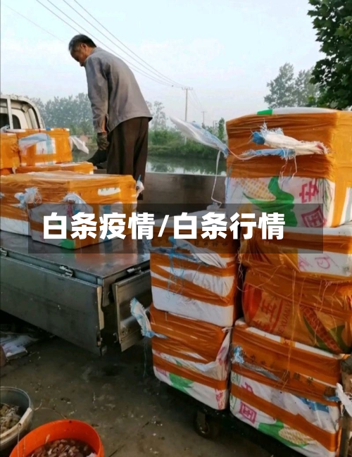 白条疫情/白条行情